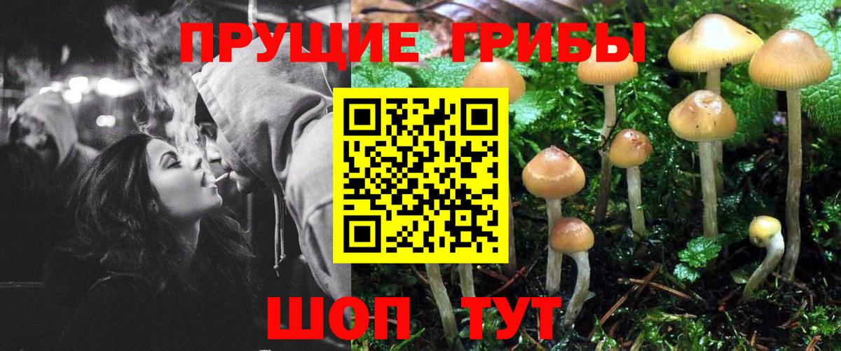 Псилоцибиновые грибы GOLDEN TEACHER  цена   Сердобск  Вход с VPN 